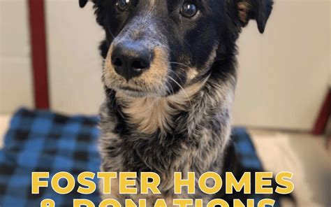 ft worth humane society in hurst.